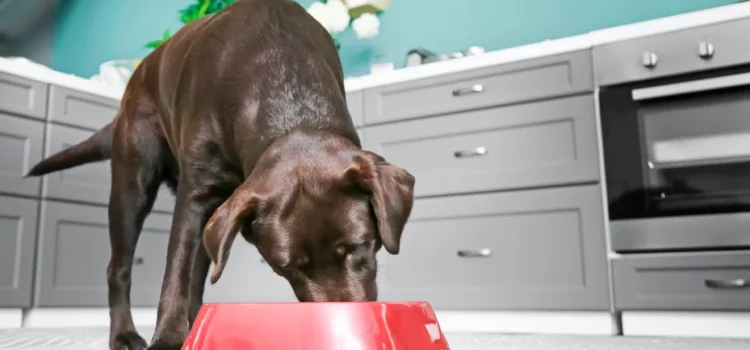 Is coconut oil good for my dog’s dry skin?
