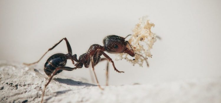 Why Ant Control in Toronto the Best Solution against Ants?