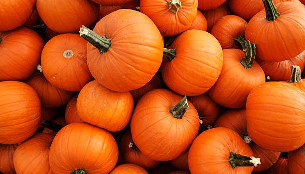 Pumpkin Farming Guide for Beginners in India – Facts and Tips