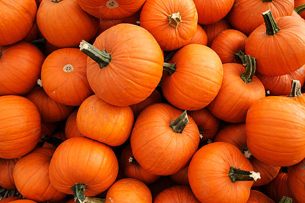 Pumpkin Farming Guide for Beginners in India - Facts and Tips