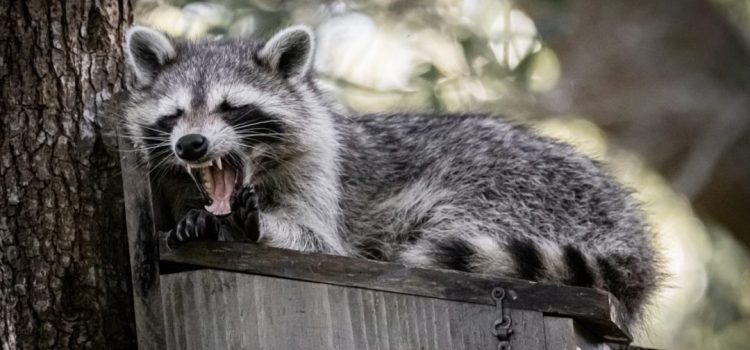 Best Approach to Raccoon Removal in Vancouver