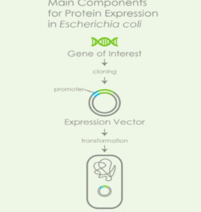 Protein Expression