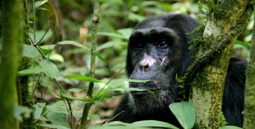  Exploring the Habitat and Conservation of Chimpanzees in Africa
