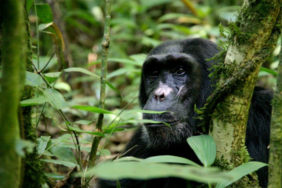  Exploring the Habitat and Conservation of Chimpanzees in Africa