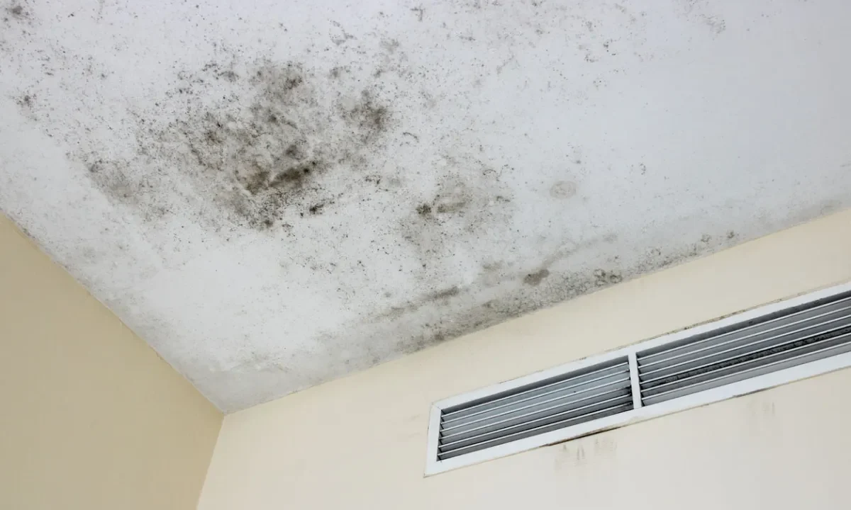Why Commercial Mould Remediation Is Important for Long-Term Ceiling Mould Removal