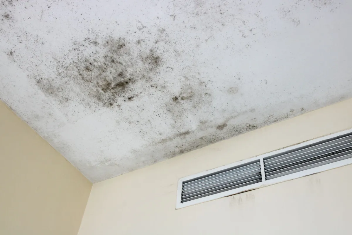 Commercial Mould Remediation